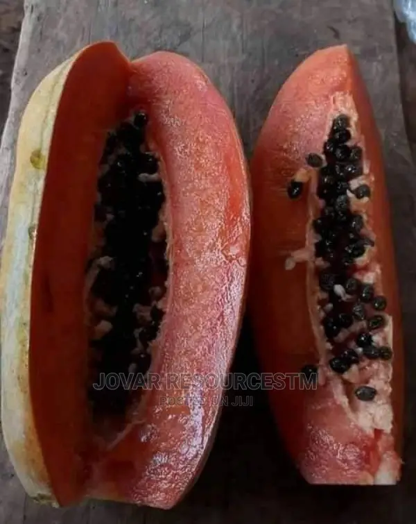 Best Sweet Short Tree/ Semi Dwarf Pawpaw Seeds
