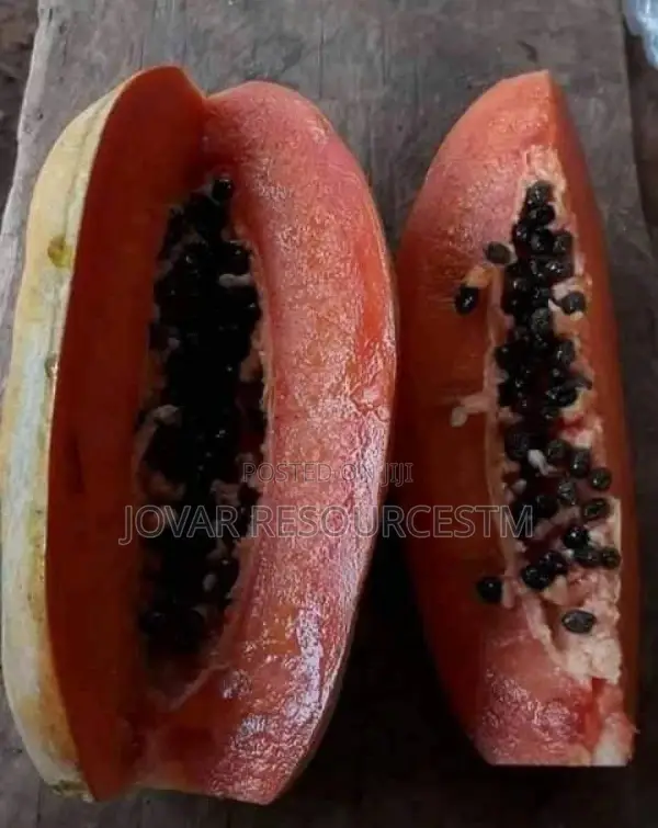 Best Sweet Short Tree/ Semi Dwarf Pawpaw Seeds