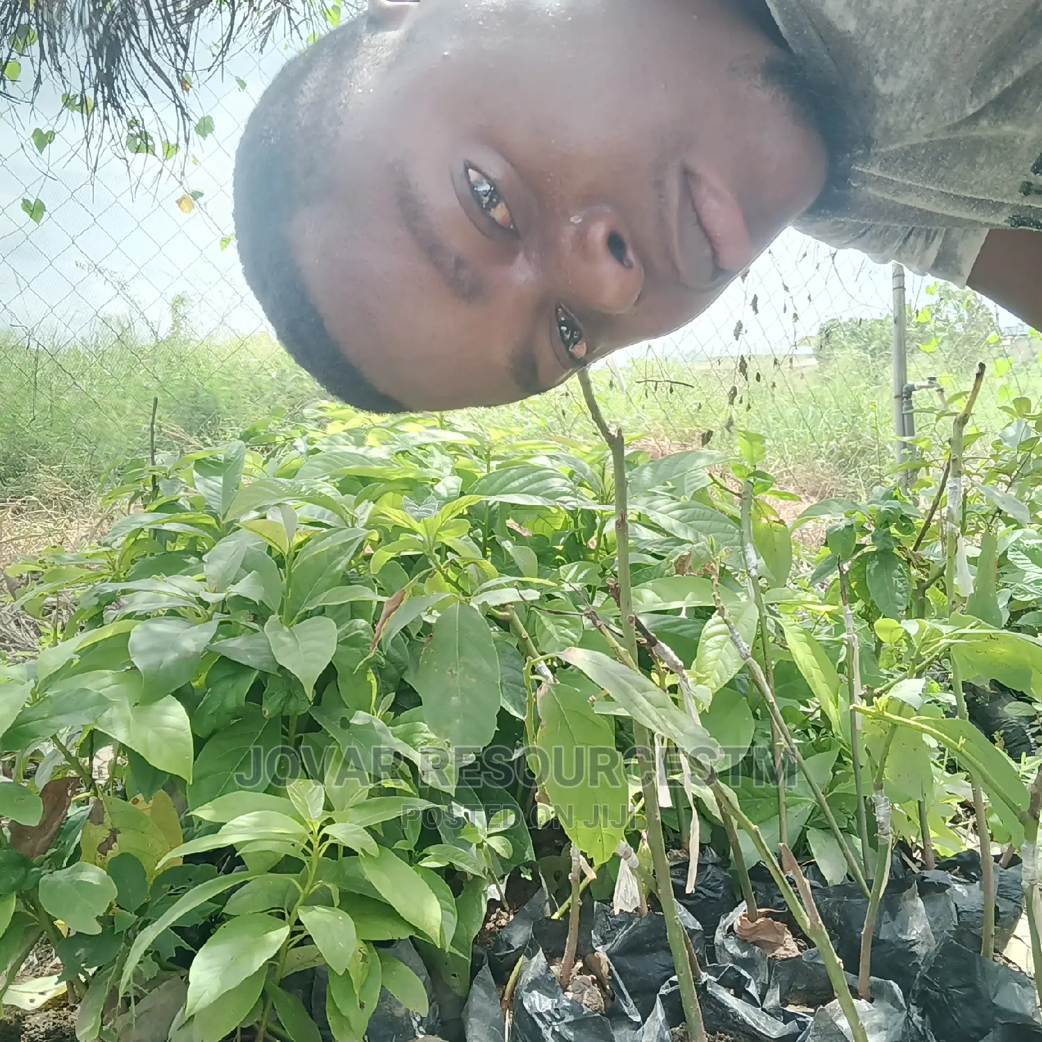 Best Grafted Dwarf Hass Avocado Seedling