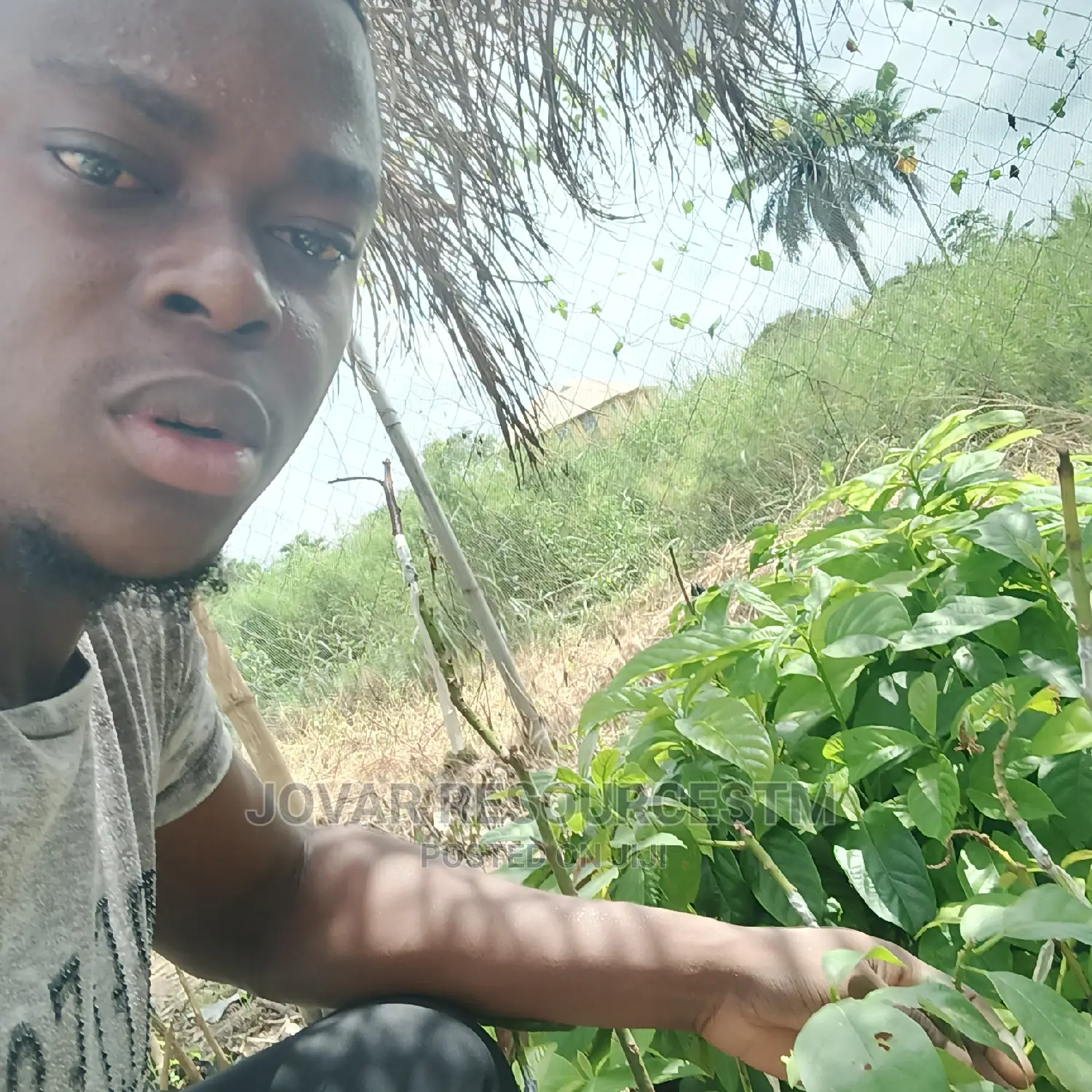 Best Grafted Dwarf Hass Avocado Seedling