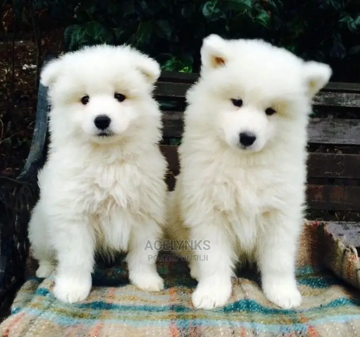 1-3 months Female Purebred American Eskimo