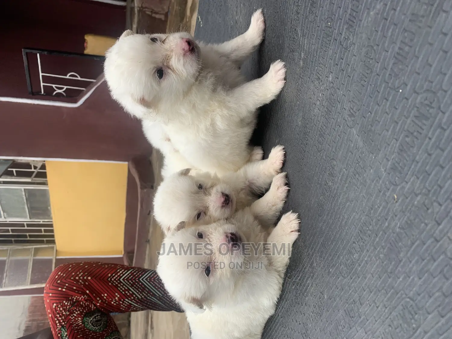 1-3 months Male Purebred American Eskimo