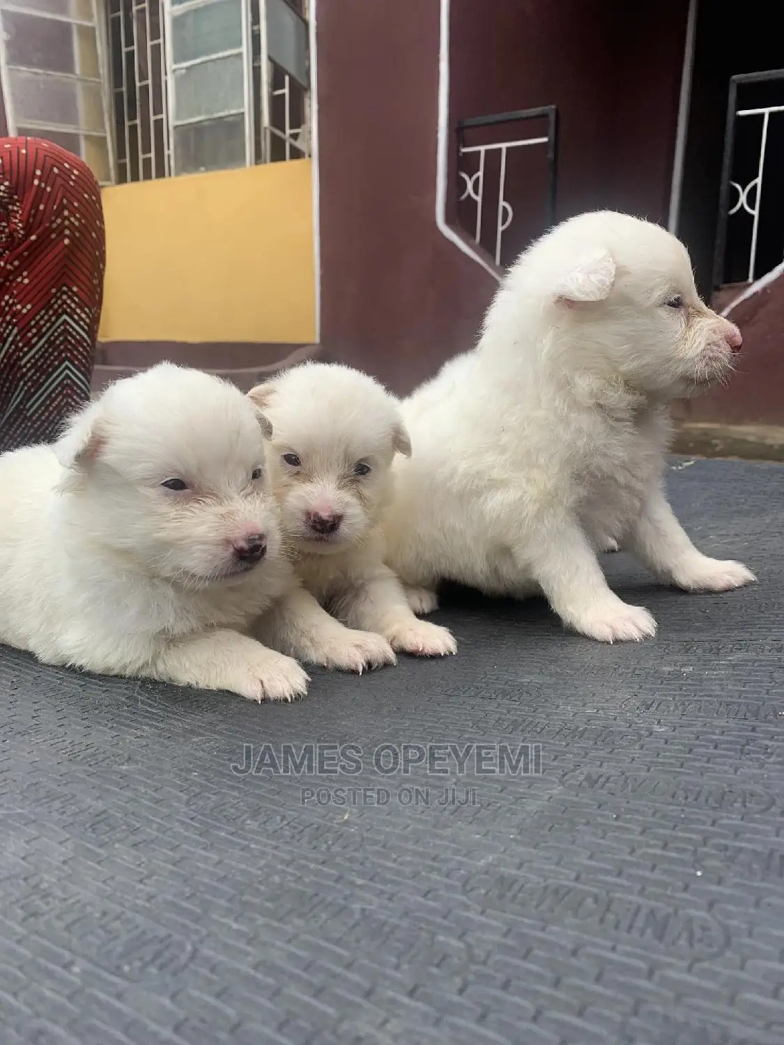 1-3 months Male Purebred American Eskimo