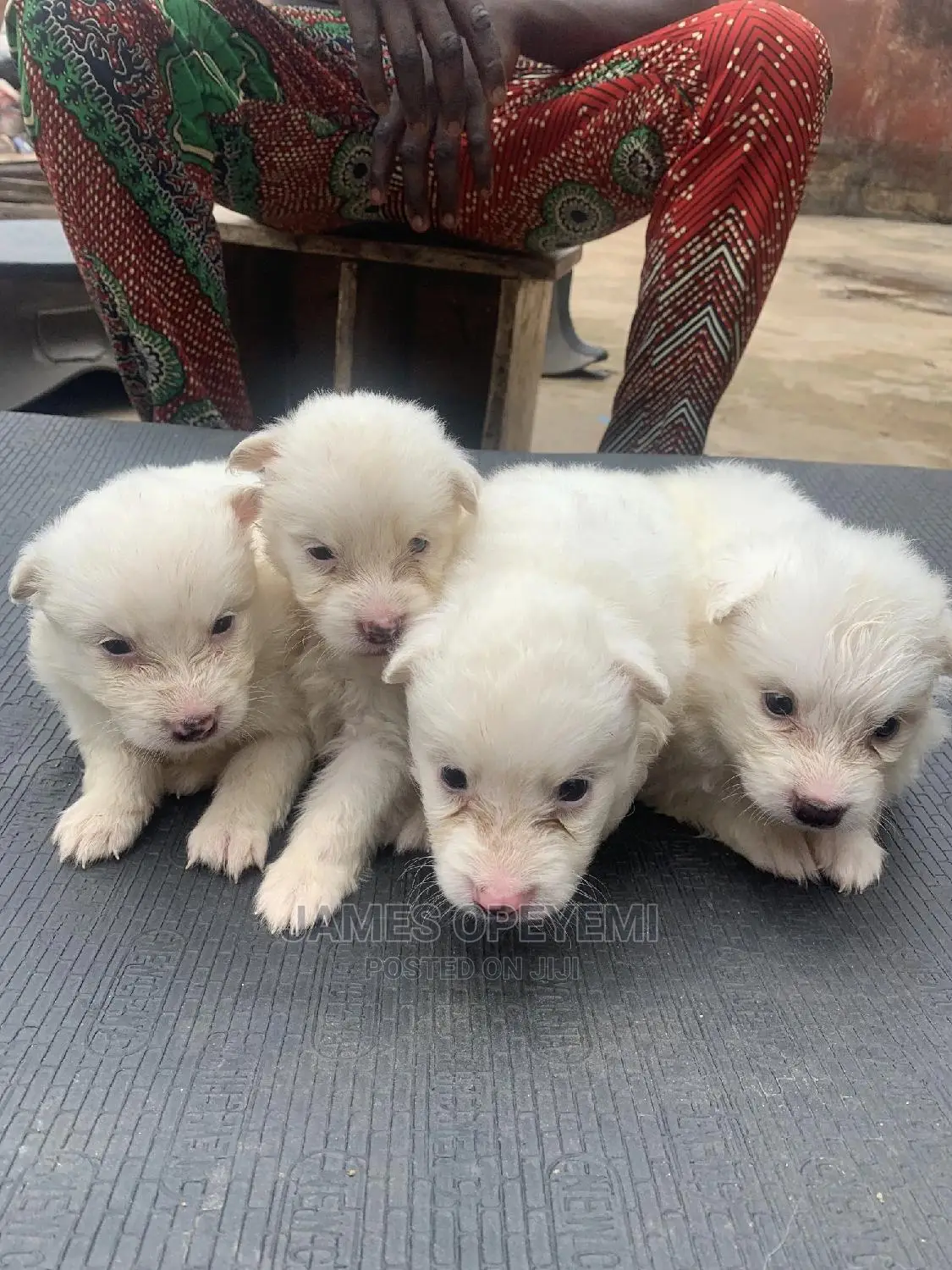 1-3 months Male Purebred American Eskimo