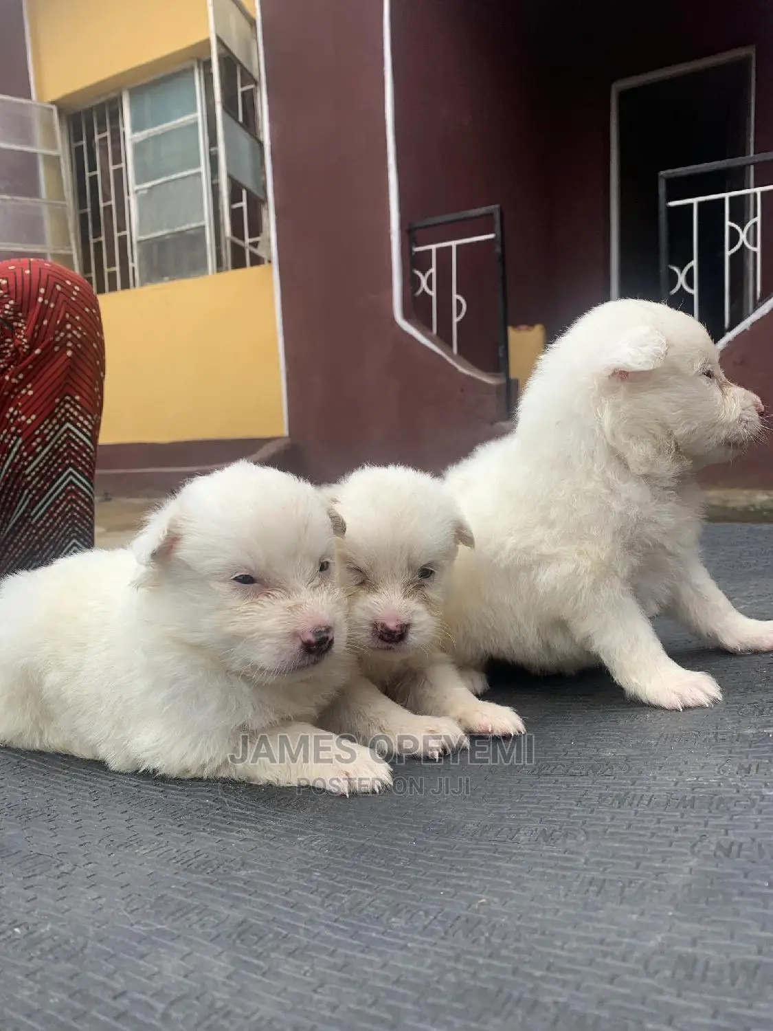 1-3 months Male Purebred American Eskimo