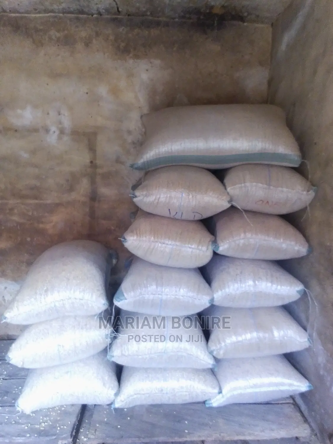 Dry Maize Grains