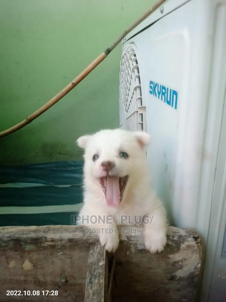 3-6 months Female Purebred American Eskimo