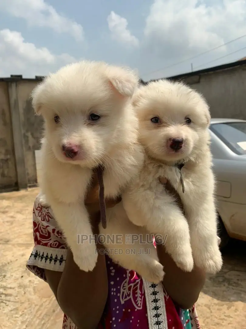 3-6 months Female Purebred American Eskimo