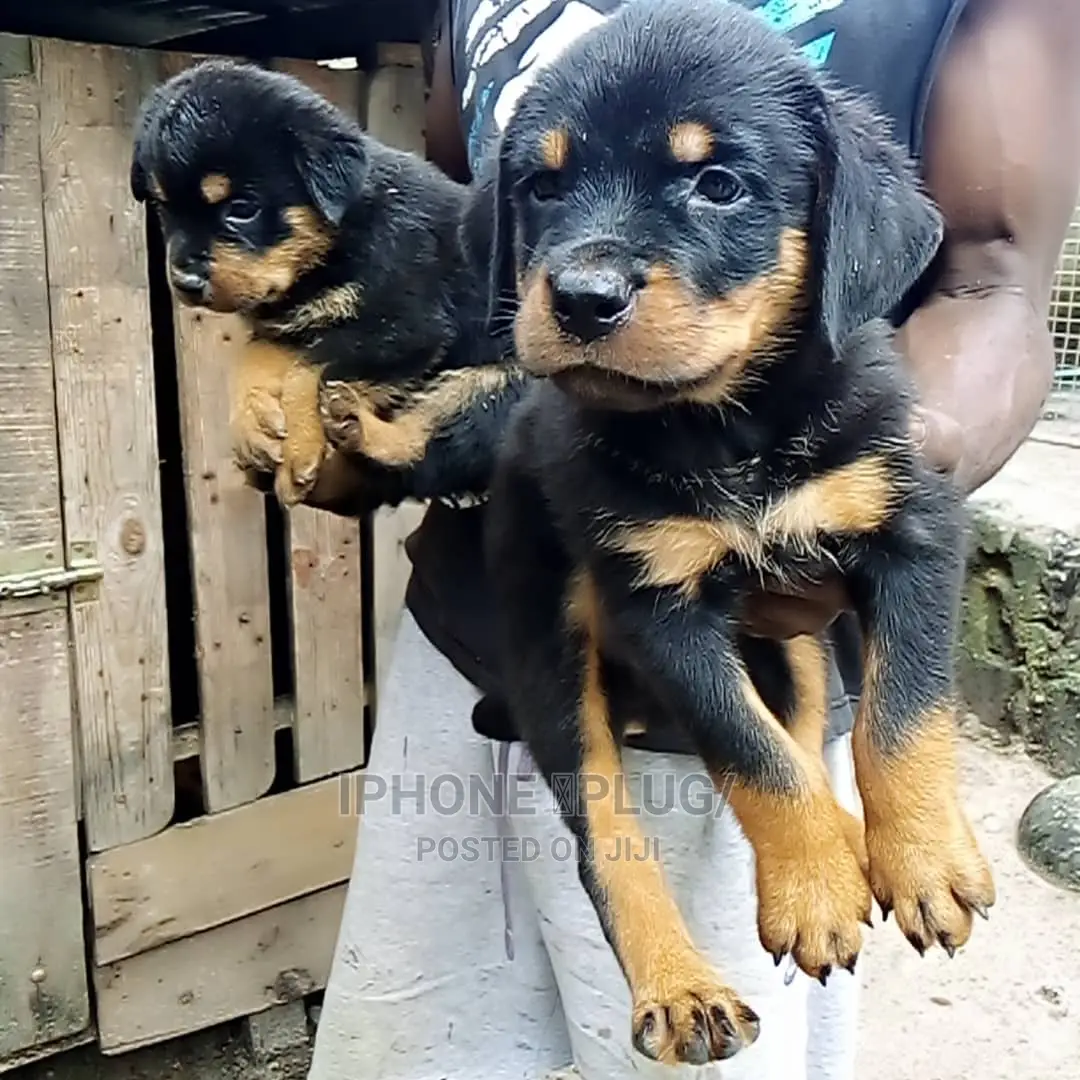 1-3 months Male Purebred Rottweiler