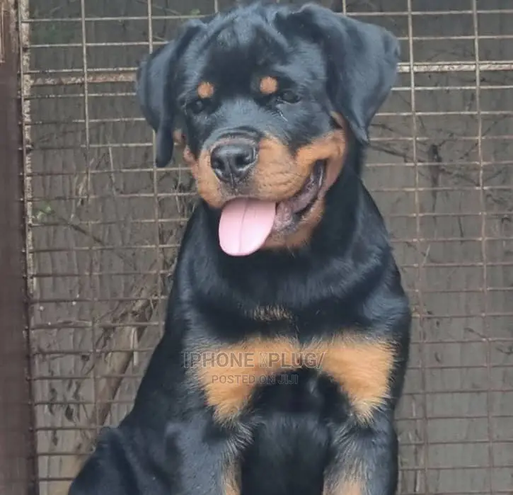 1-3 months Male Purebred Rottweiler