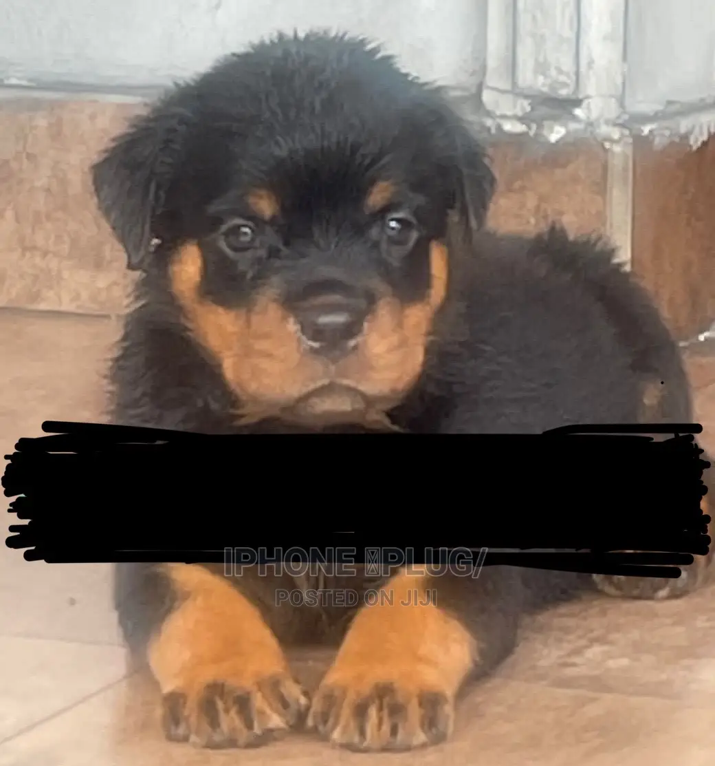 1-3 months Male Purebred Rottweiler