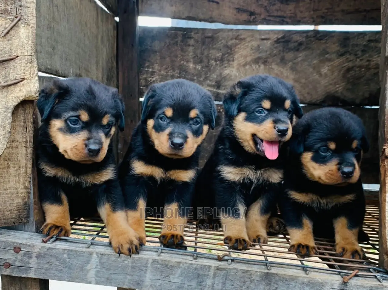1-3 months Male Purebred Rottweiler