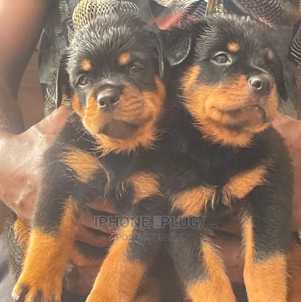1-3 months Male Purebred Rottweiler