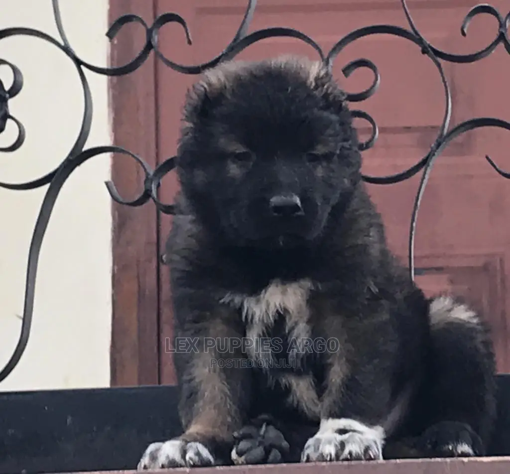 1-3 months Female Purebred Caucasian Shepherd