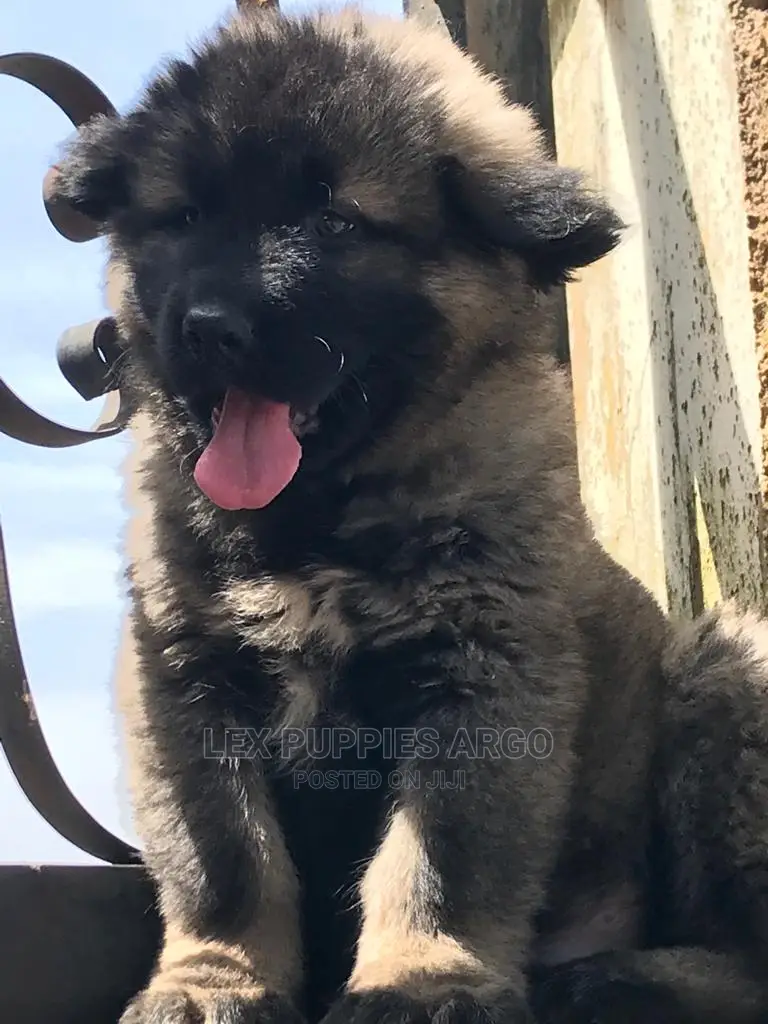 1-3 months Female Purebred Caucasian Shepherd