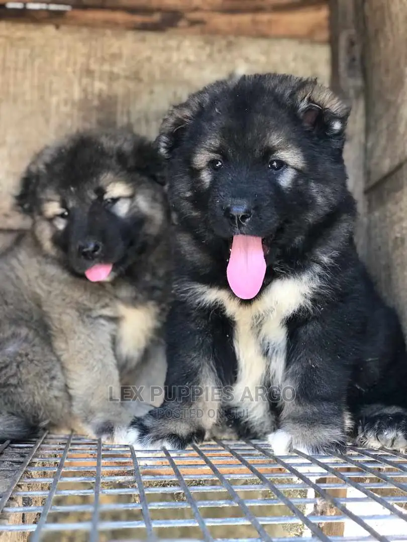 1-3 months Female Purebred Caucasian Shepherd