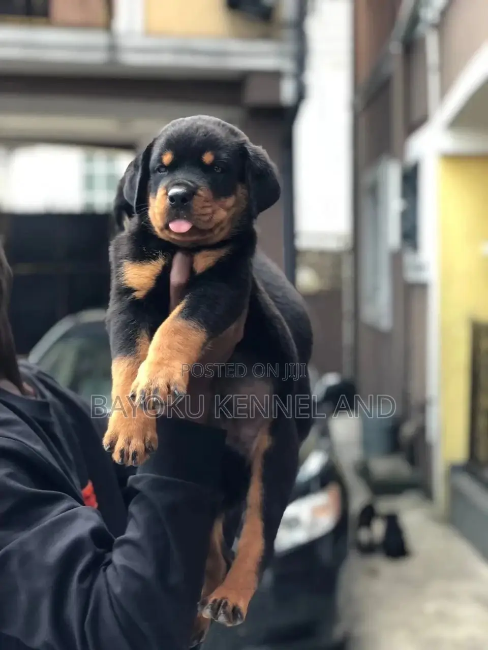 1-3 months Male Purebred Rottweiler