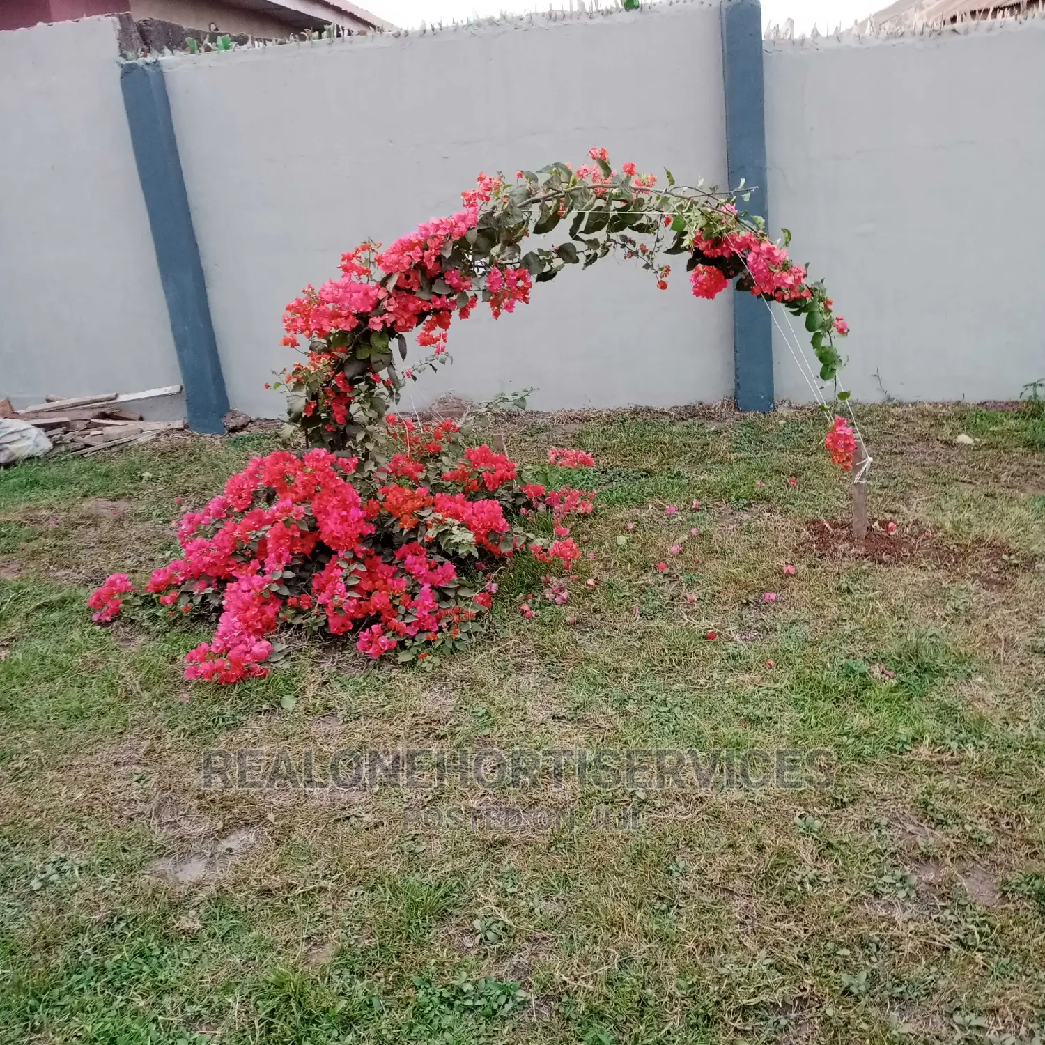 Horticultural Service's for Home, School, Office, Malls