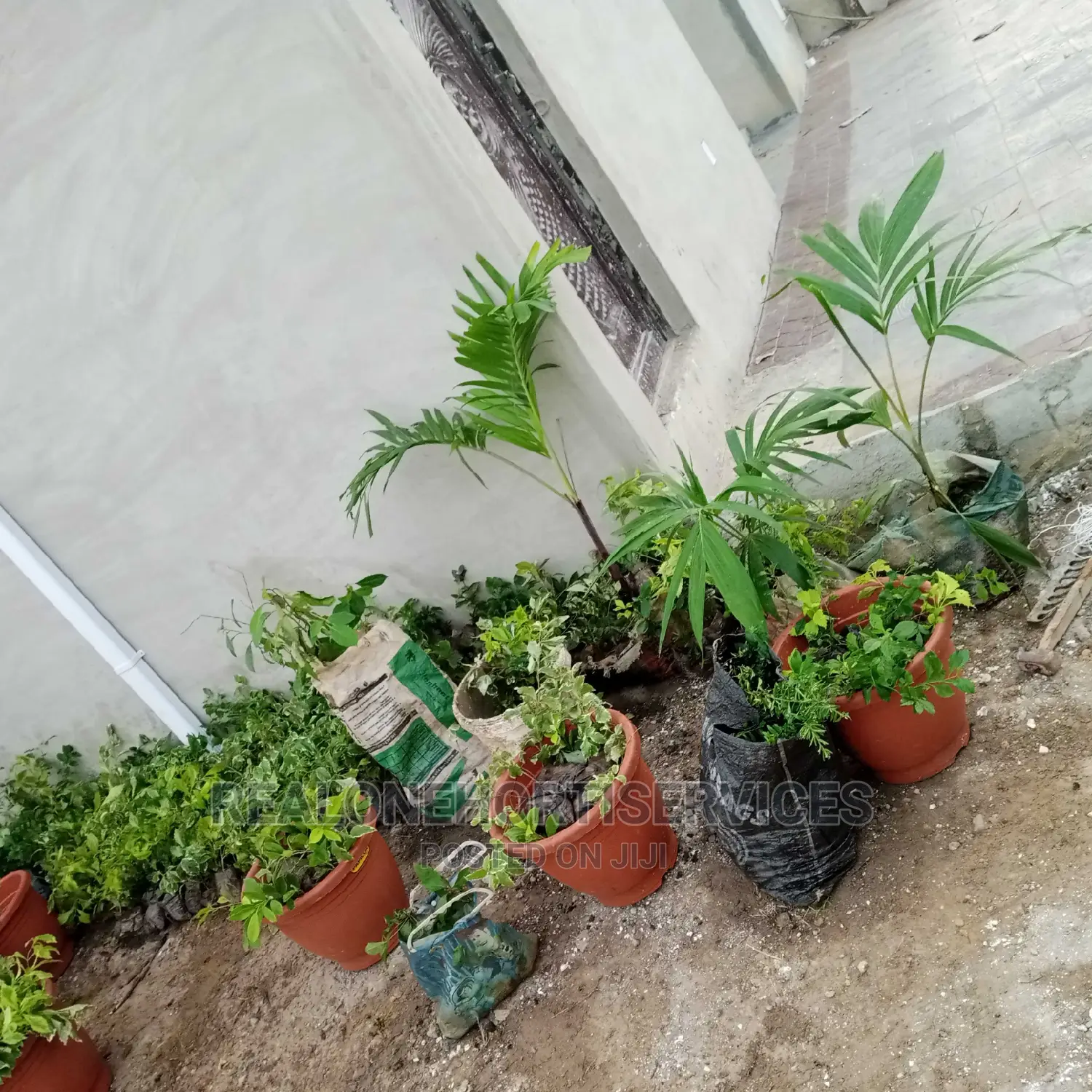 Horticultural Service's for Home, School, Office, Malls