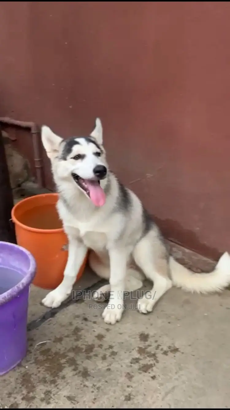 6-12 months Male Purebred Siberian Husky