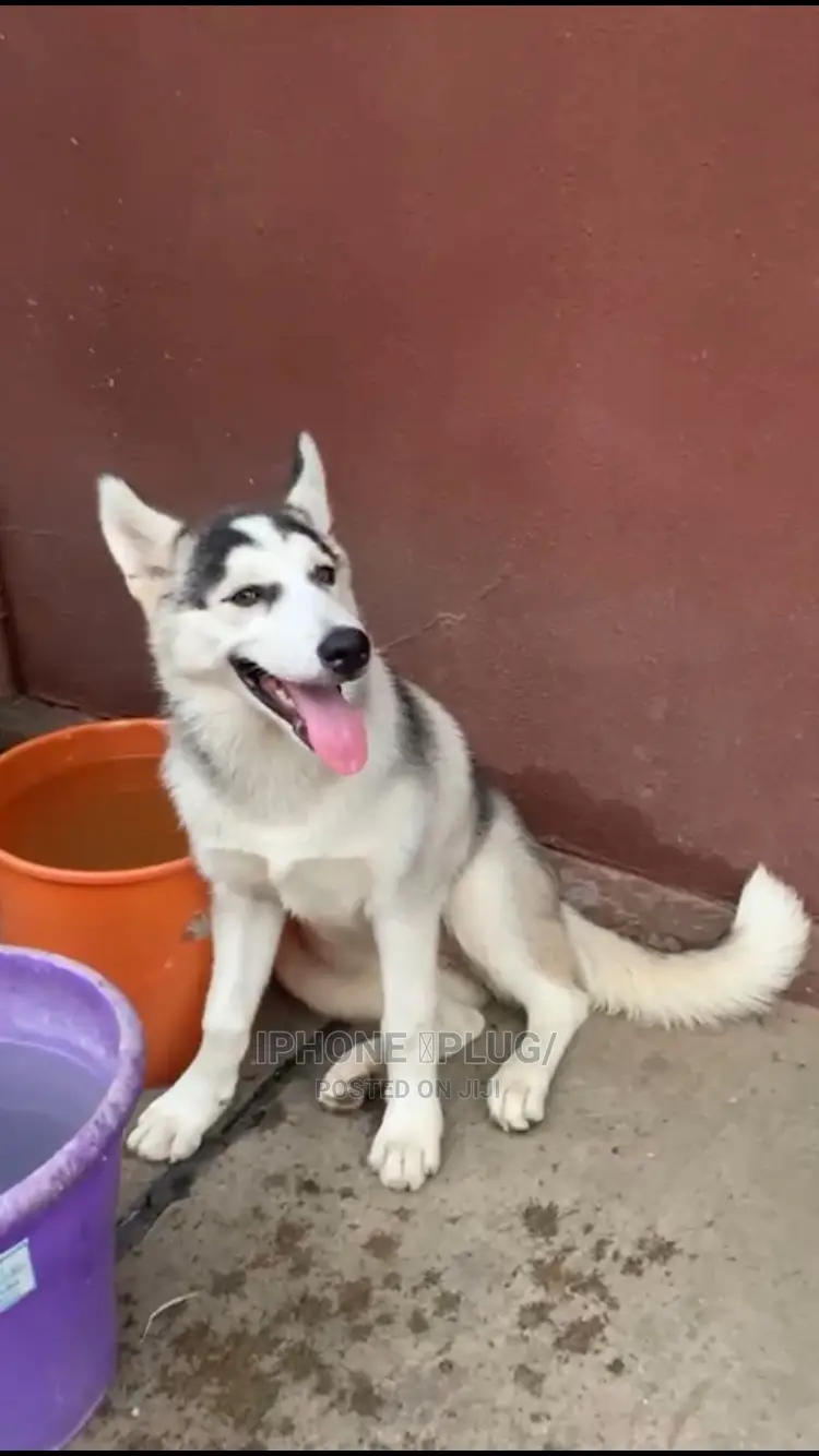 6-12 months Male Purebred Siberian Husky