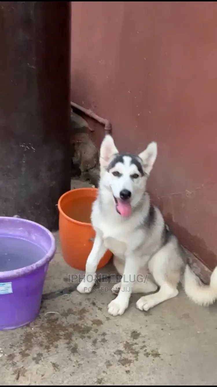 6-12 months Male Purebred Siberian Husky