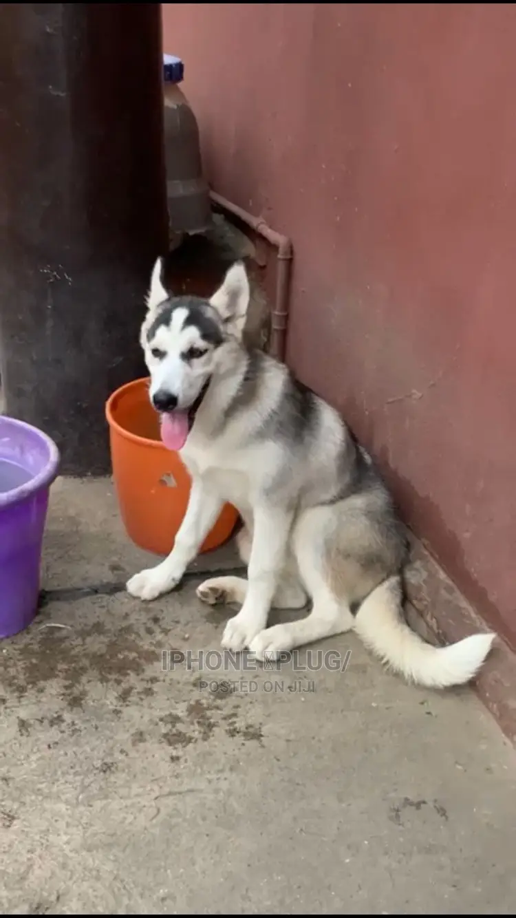 6-12 months Male Purebred Siberian Husky