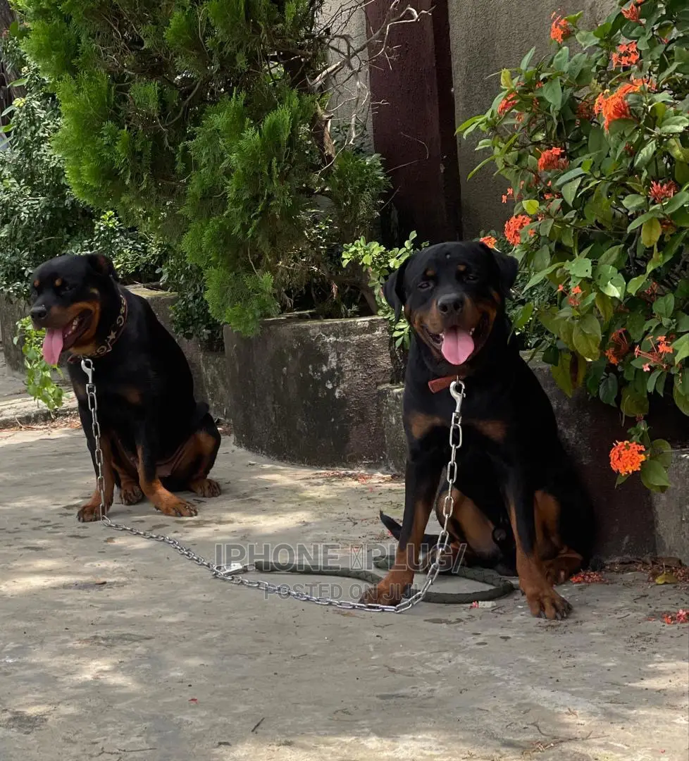 1+ Year Female Purebred Rottweiler