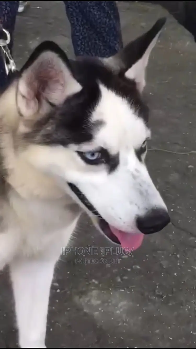6-12 months Female Purebred Siberian Husky