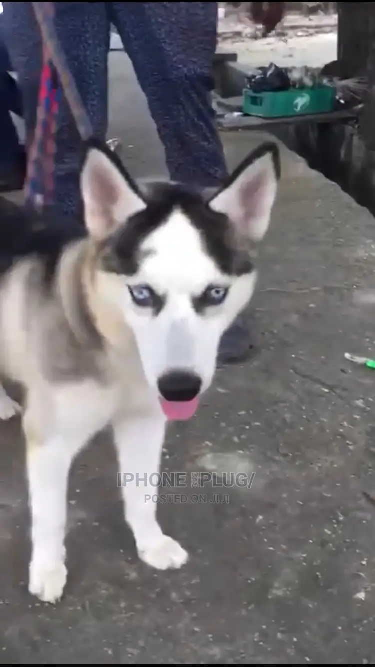 6-12 months Female Purebred Siberian Husky