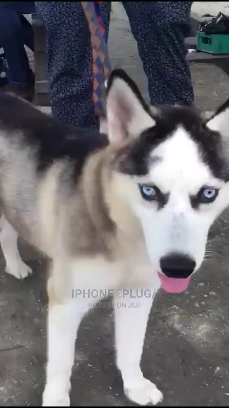 6-12 months Female Purebred Siberian Husky