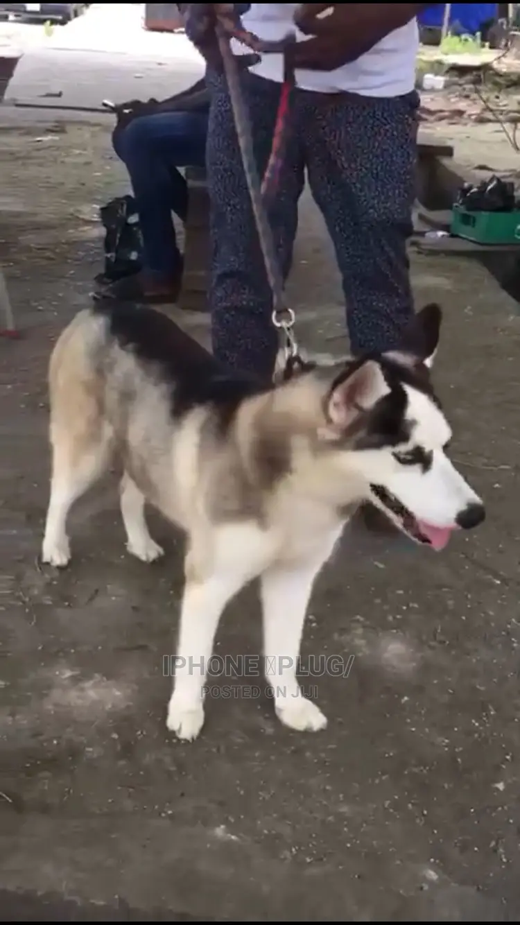 6-12 months Female Purebred Siberian Husky