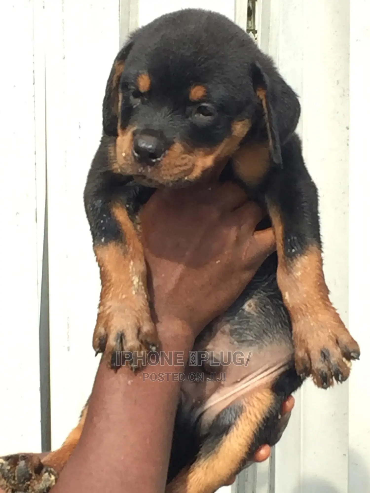 1-3 months Male Purebred Rottweiler