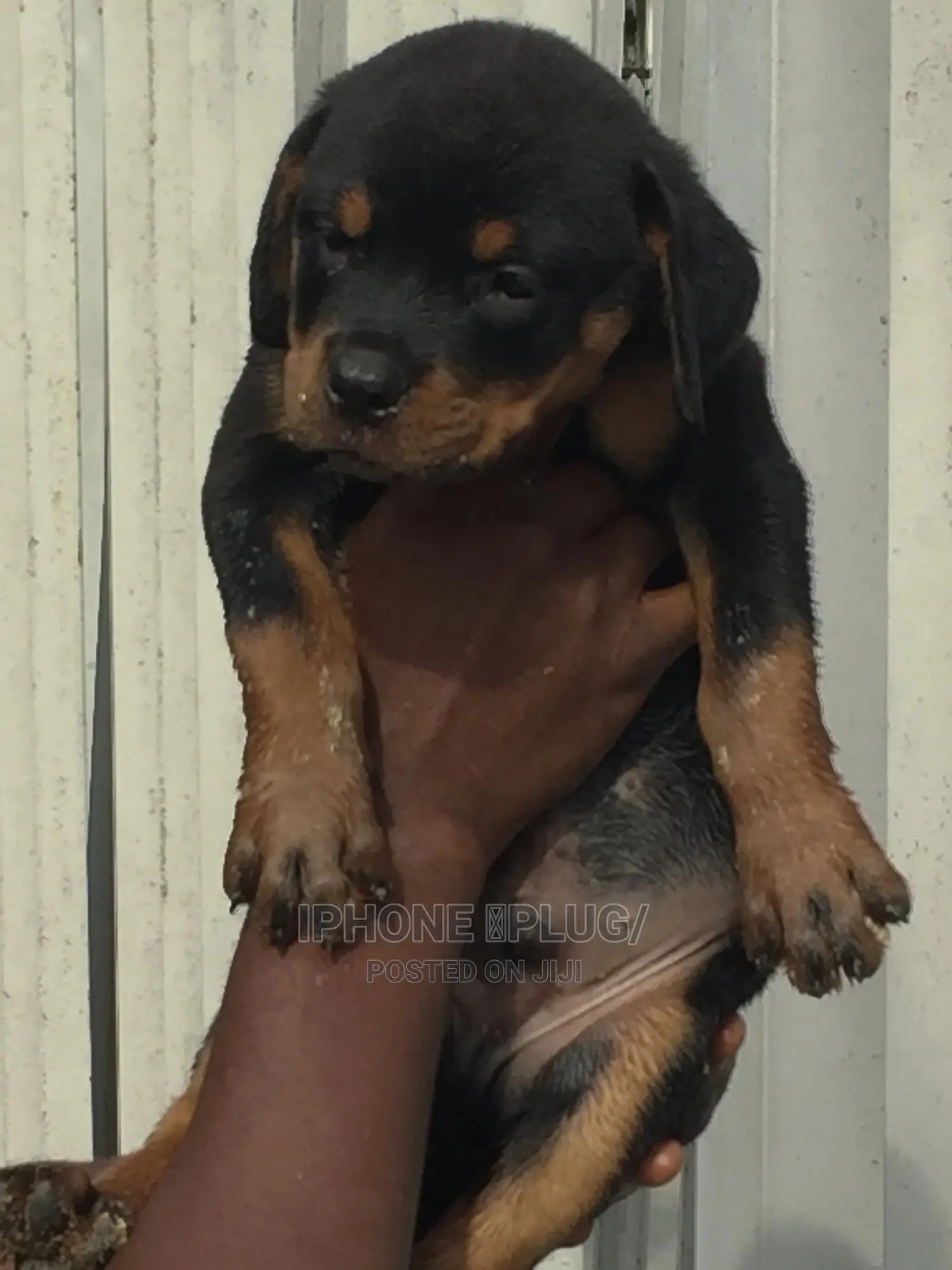 1-3 months Male Purebred Rottweiler