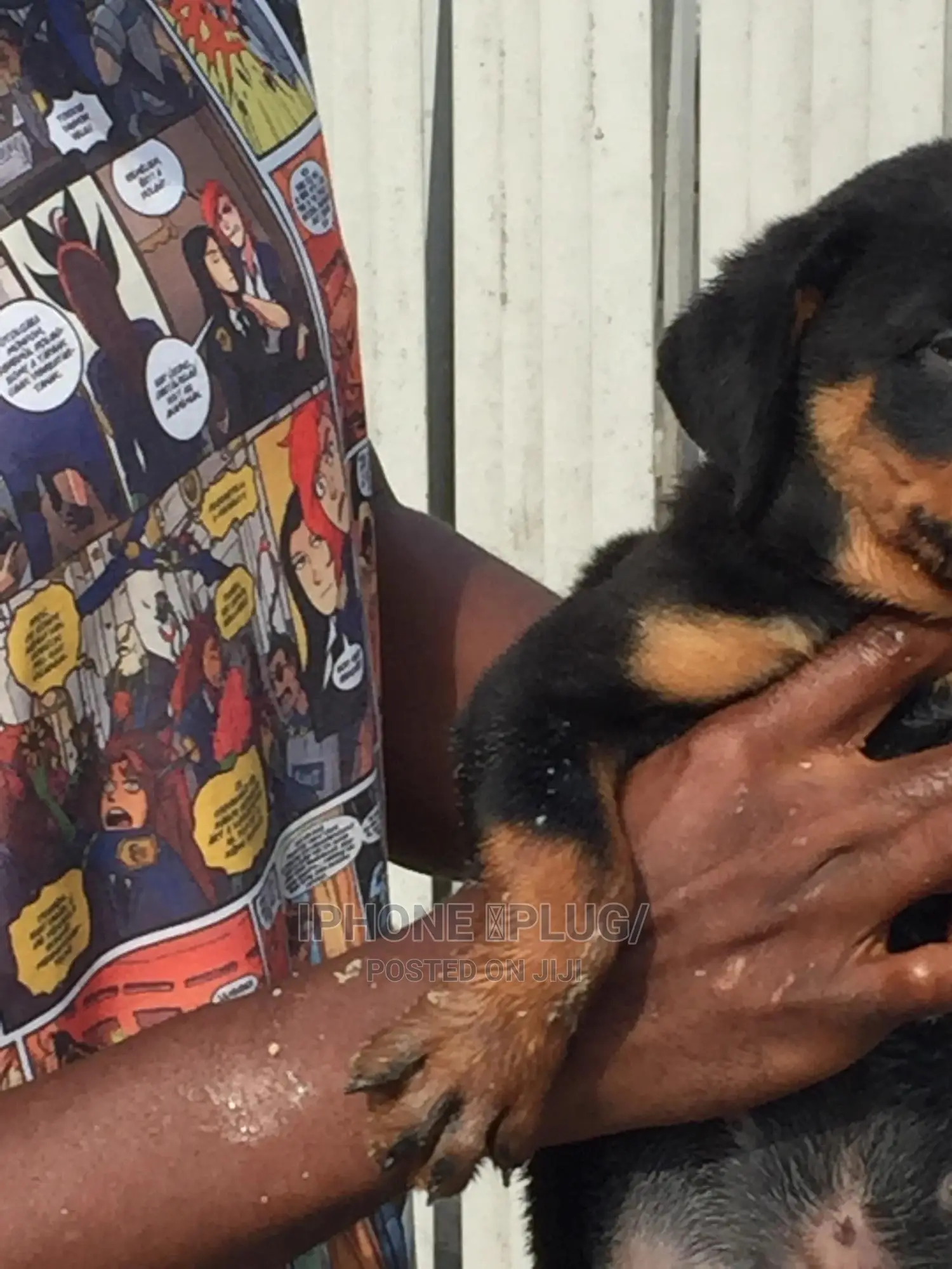 1-3 months Male Purebred Rottweiler