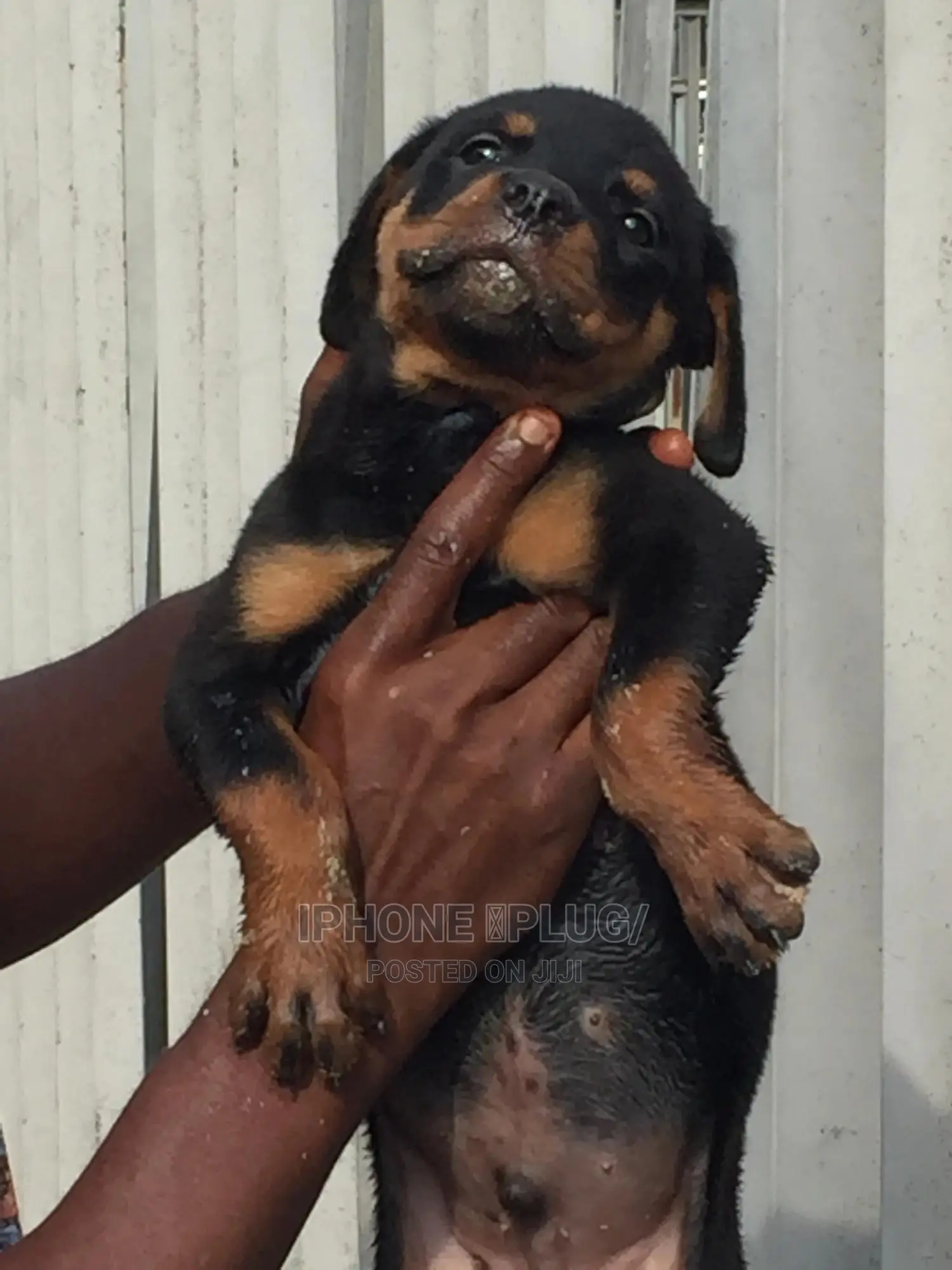 1-3 months Male Purebred Rottweiler