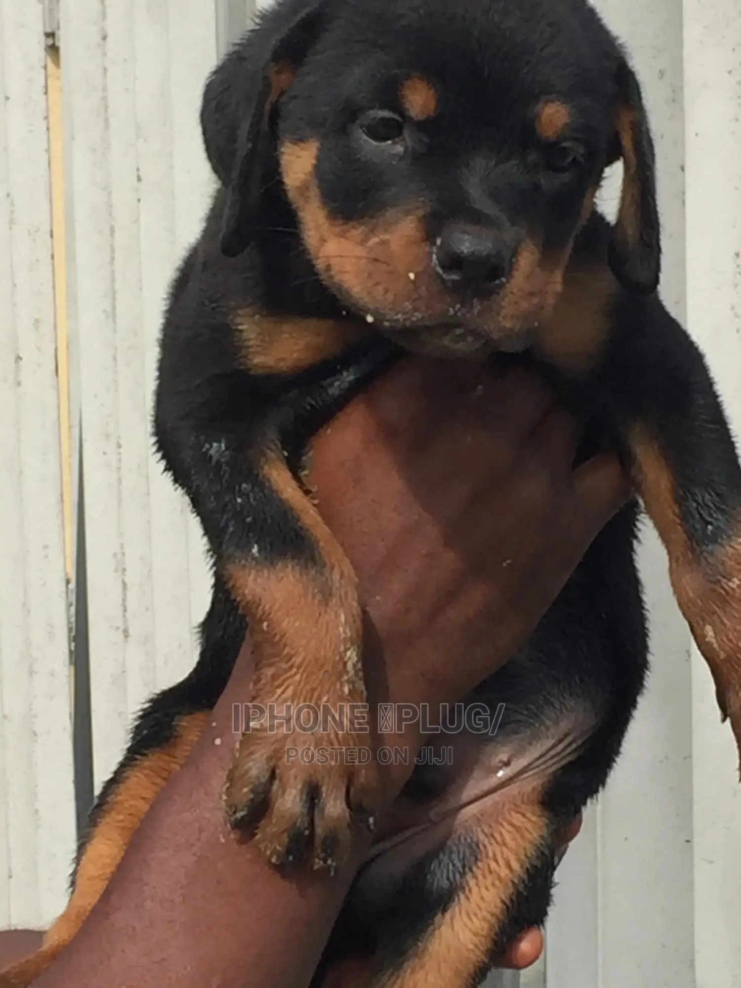 1-3 months Male Purebred Rottweiler
