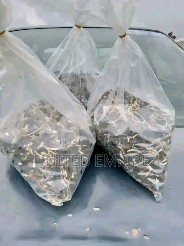 Hybrid Tenera Sprouted And Malaysian Super Gene Sprouted Nut