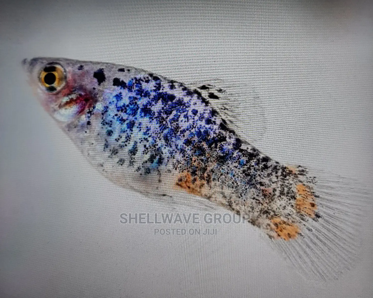 Various Platy Aquarium Fish