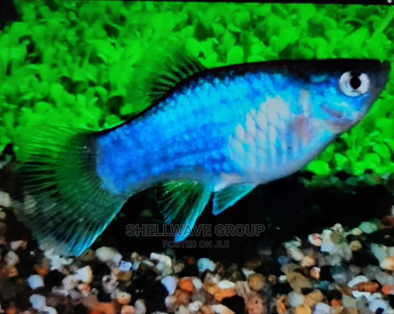 Various Platy Aquarium Fish