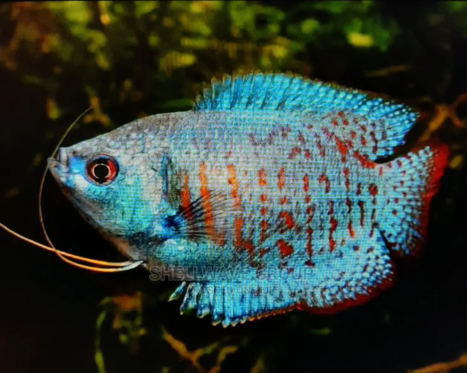 Gourami Fish