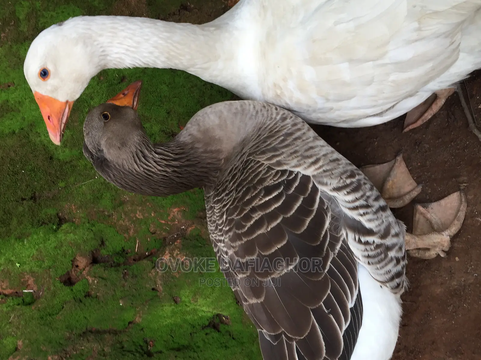 Gaint Canada Goose