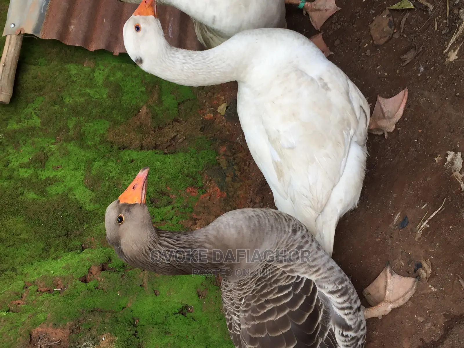 Pair Adult Geese