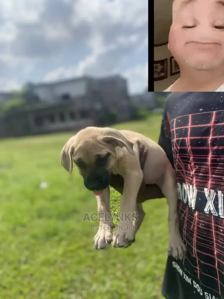 1-3 months Female Purebred Boerboel