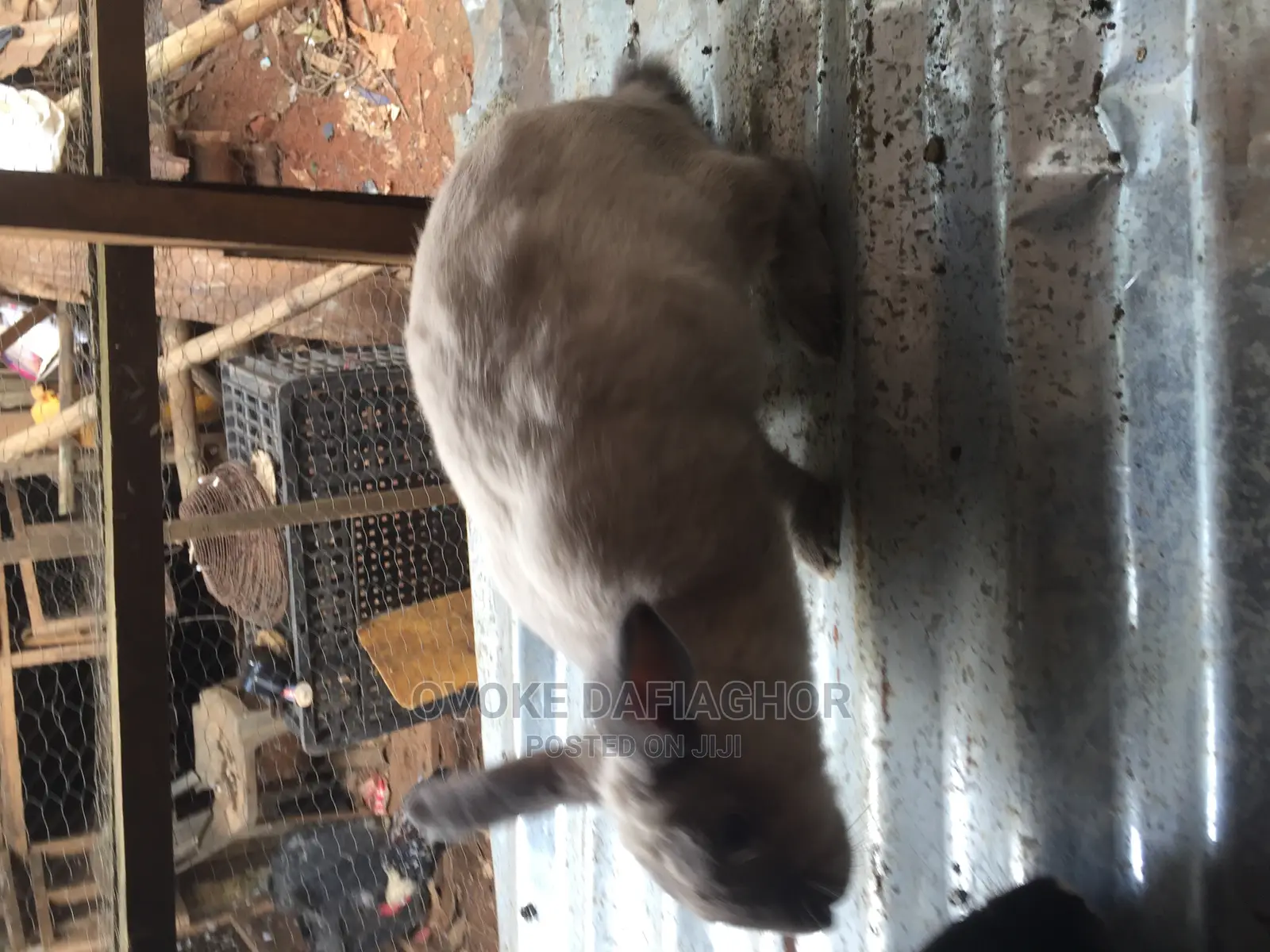 Heavy Pregnant Doe Rabbit