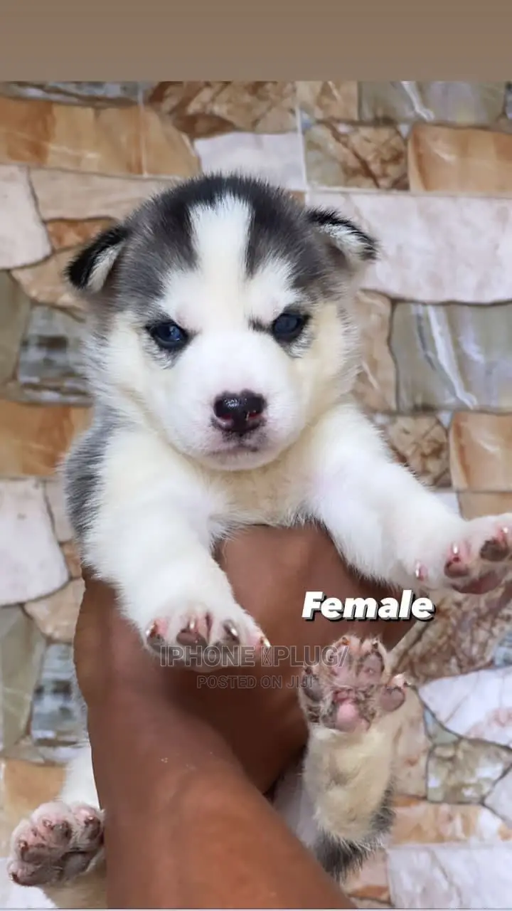 1-3 months Female Purebred Siberian Husky