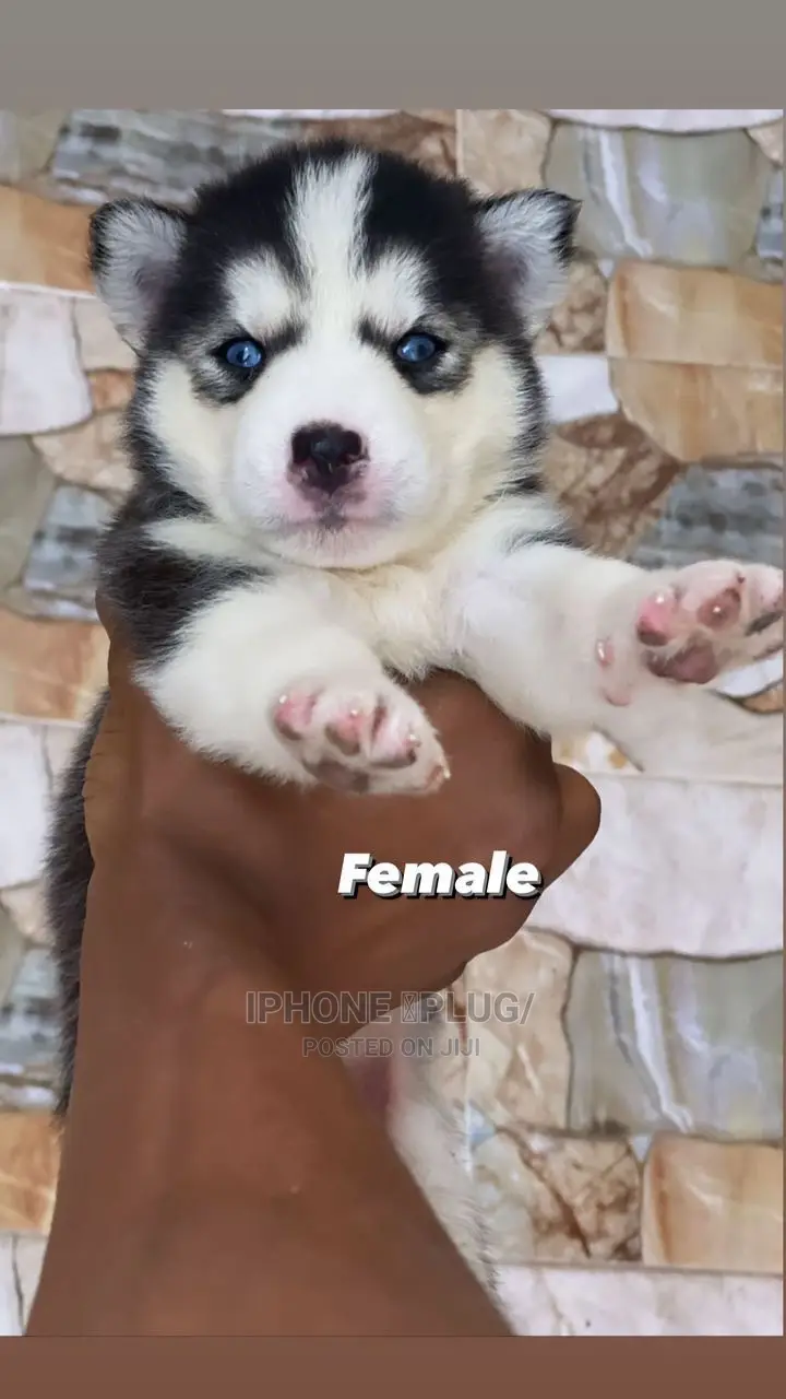 1-3 months Female Purebred Siberian Husky