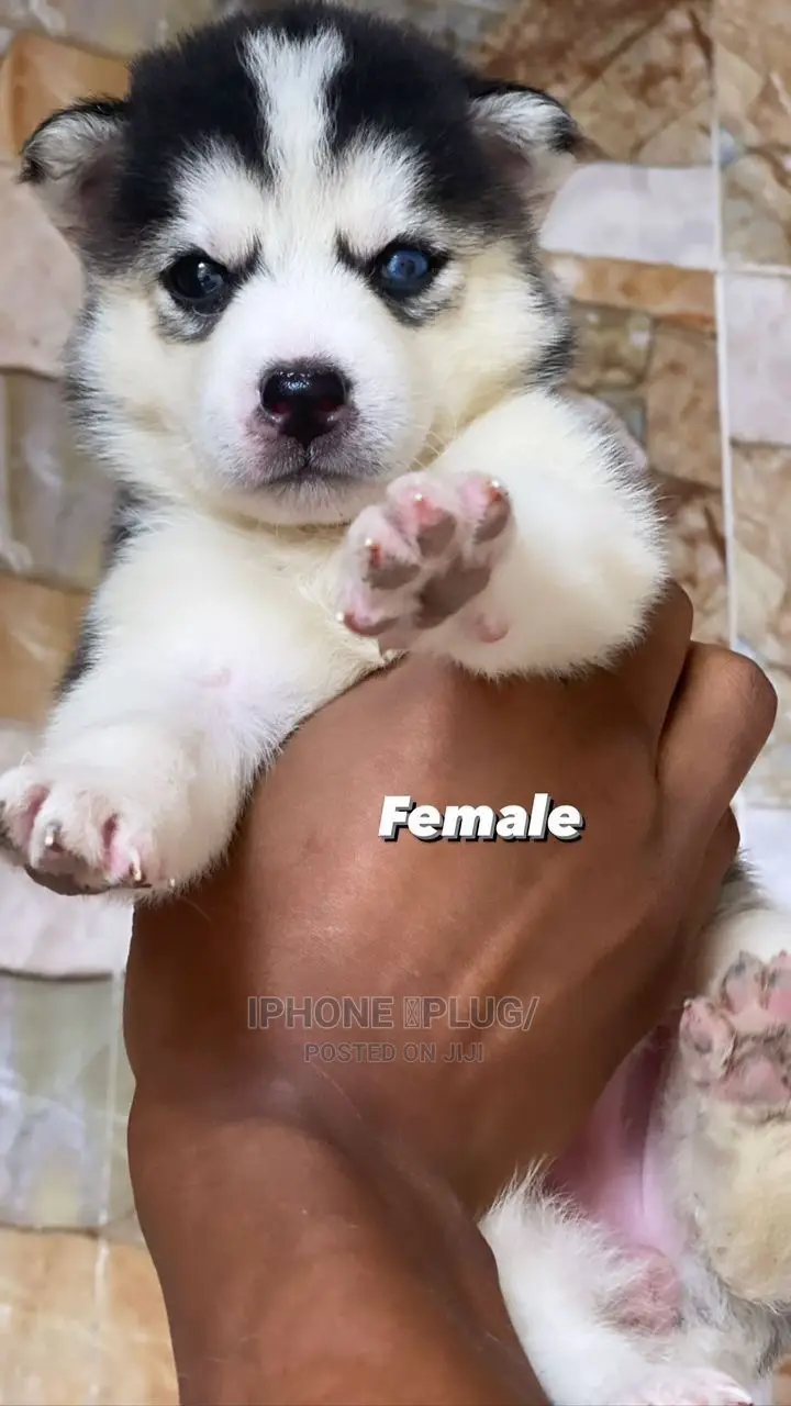 1-3 months Female Purebred Siberian Husky