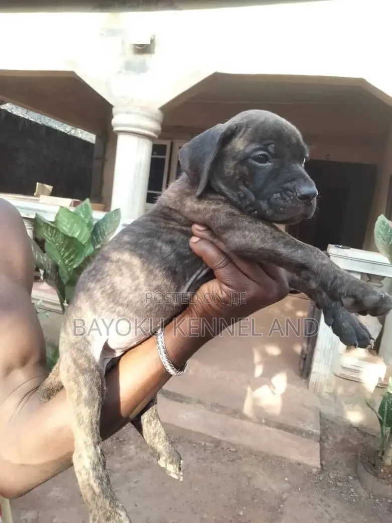 1-3 months Female Purebred Boerboel