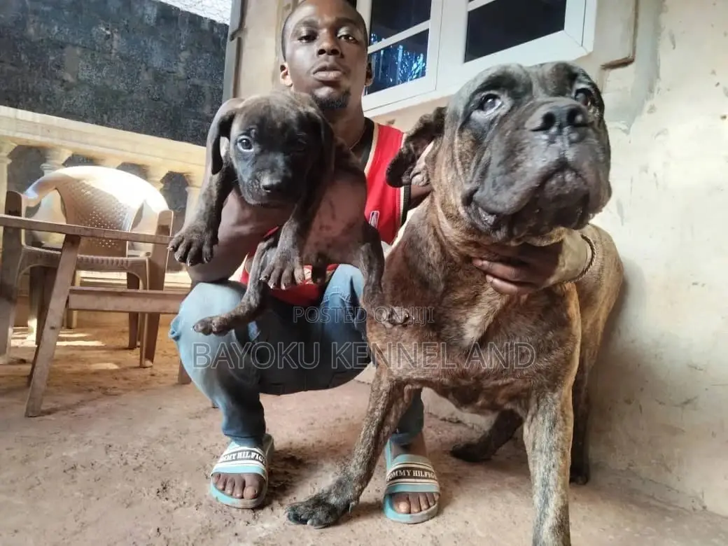 1-3 months Female Purebred Boerboel